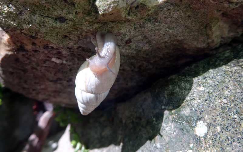 Zebrina detrita (Enidae)........con accoppiamento